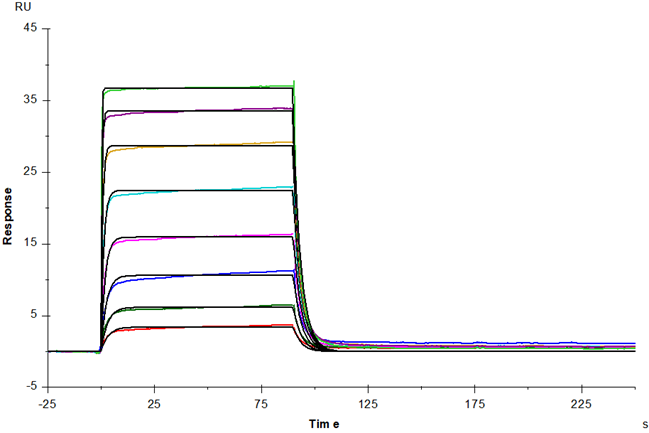 IL-3 Rα/CD123 Fc Chimera Protein, Mouse