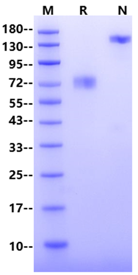 IL-4R alpha/CD124 Fc Chimera Protein, Cynomolgus