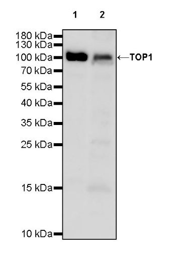 Topoisomerase I/TOP1 Recombinant Rabbit mAb (S-822-60)