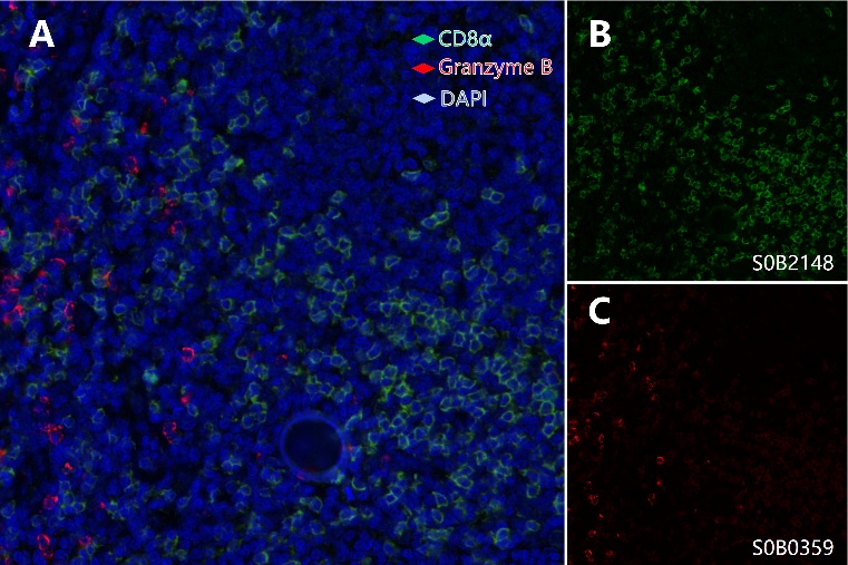 Cytotoxic T cell and natural killer (NK) cell (CD8α, Granzyme B) Antibody Panel