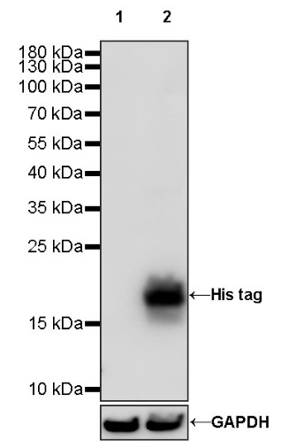 His tag Rabbit Polyclonal Antibody