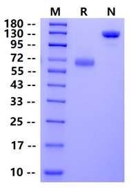 Biotinylated B7-H5 Fc&Avi Tag Protein, Human