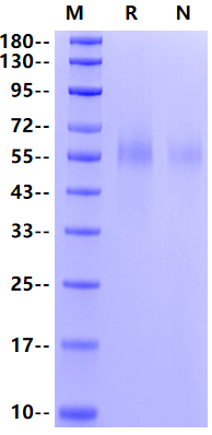 CD34 His Tag Protein, Human