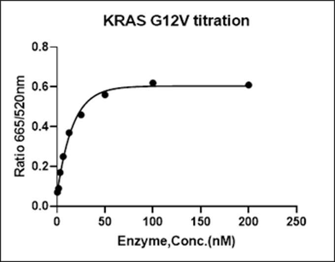 KRAS [G12V] Avi&His Tag Protein