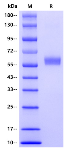 Mouse IFN-beta Protein, hFc tag