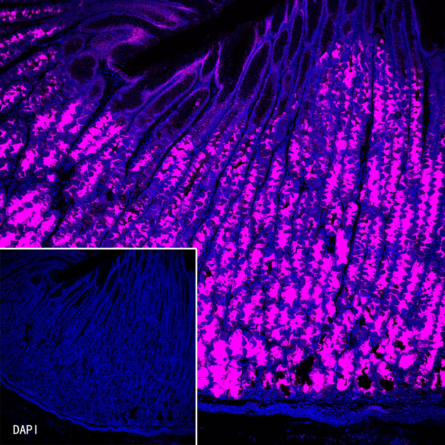 Claudin 18.2 Recombinant Rabbit mAb (Cy5 Conjugate) (SDT-102-24)
