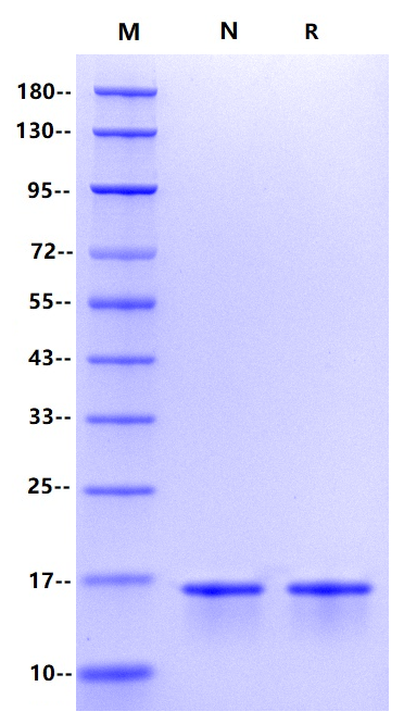 Nucleocapsid NTD His Tag, SARS-CoV-2