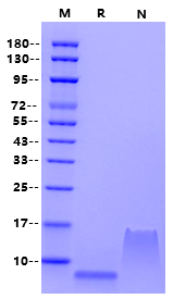 BD-2 Protein, Human