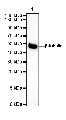 β-tubulin Recombinant Rabbit mAb (SDT-312-113)