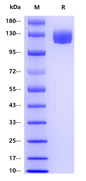 Human CD13 , His tag