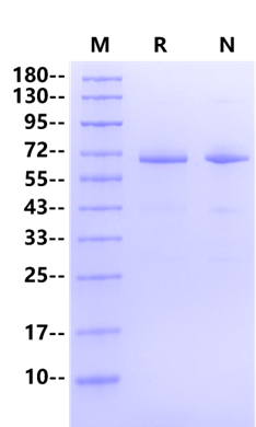 CD73 His Tag Protein, Human