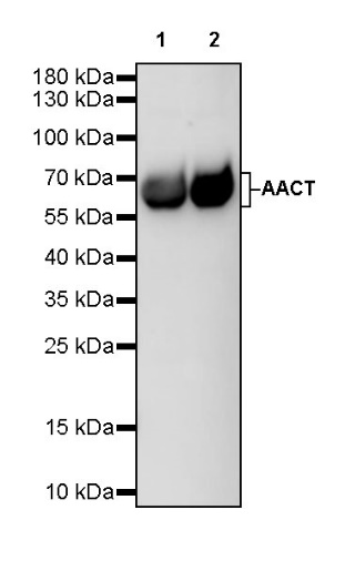 AACT Rabbit polyclonal antibody