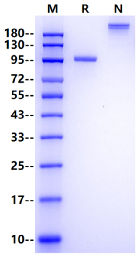 Cadherin-1/CDH1 Fc Chimera Protein, Human