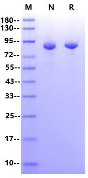 Murine RNase Inhibitor