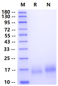 Biotinylated BCMA His&Avi Tag Protein, Human