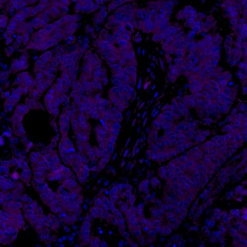 EpCAM Recombinant Rabbit mAb (Alexa Fluor® 700 Conjugate) (SDT-078-13)