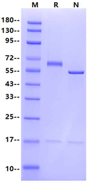 PCSK9 His Tag Protein, Rat