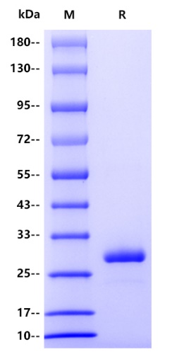 Rat IgG2A Protein
