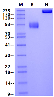 SIRP-α/CD172a Fc Chimera Protein, Rat