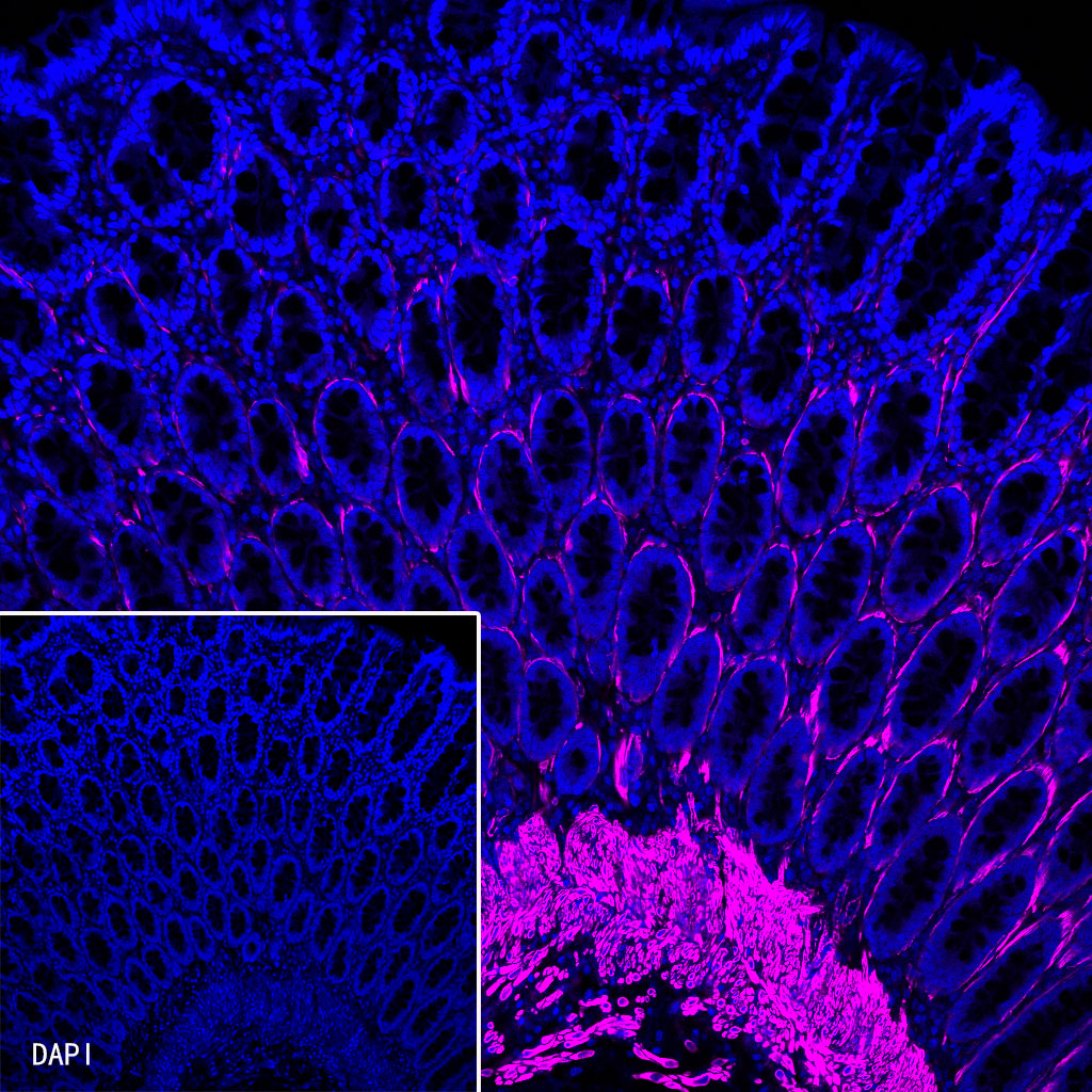 Caveolin-1 Recombinant Rabbit mAb (Cy5 Conjugate) (SDT-065-20)