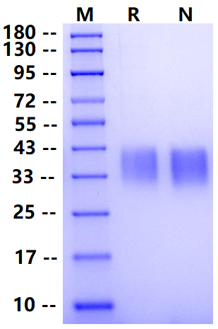 Biotinylated PD-1 His&Avi Tag Protein, Cynomolgus