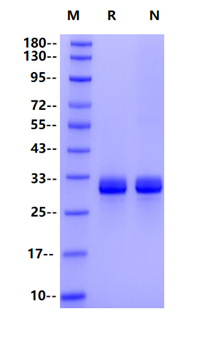 Angiopoietin-1(277-498) His Tag Protein, Mouse