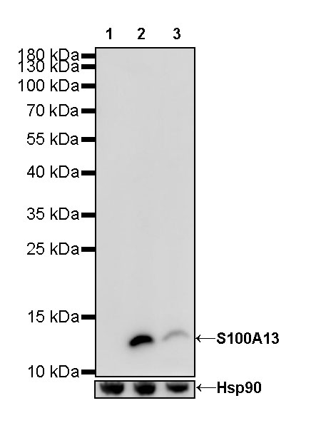 S100A13 Recombinant Rabbit mAb (SDT-R040)