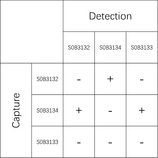 Galectin-3 Recombinant Rabbit mAb (SDT-370-38)
