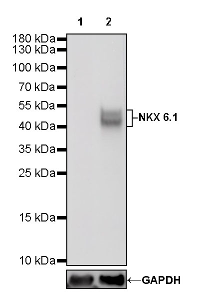 NKX6.1 Recombinant Rabbit mAb (S-260-31)