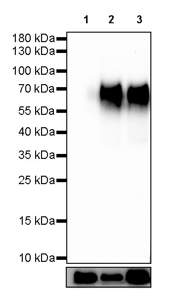 CD155/PVR Recombinant Rabbit mAb (SDT-289-68)