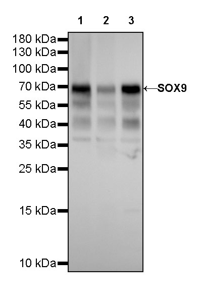 SOX9 Recombinant Rabbit mAb (SDT-019-29)