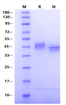 MFGE8 His Tag Protein, Human