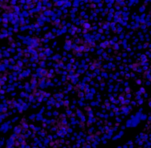 Cytokeratin 7 Recombinant Rabbit mAb (Alexa Fluor® 700 Conjugate) (SDT-R028)