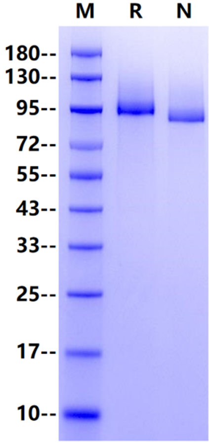 TGFBR3 His Tag Protein, Mouse