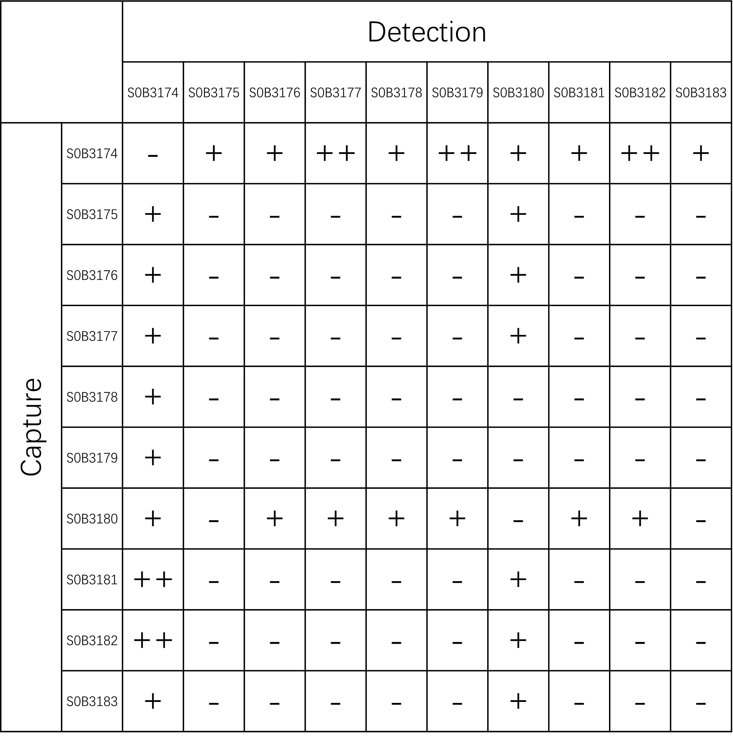 HBP Recombinant Rabbit mAb (SDT-506-95)