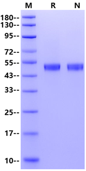 Fc γ RIIb/CD32b GST Tag Protein, Human
