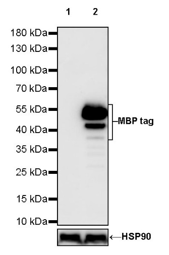 MBP tag Recombinant Rabbit mAb (S-925-33)