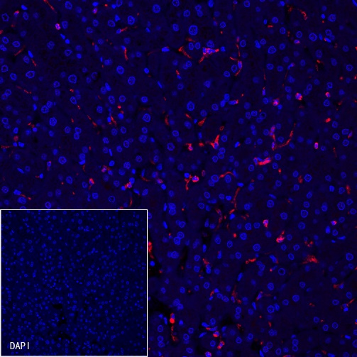 CD68 Recombinant Rabbit mAb (Alexa Fluor® 555 Conjugate) (S-R025)