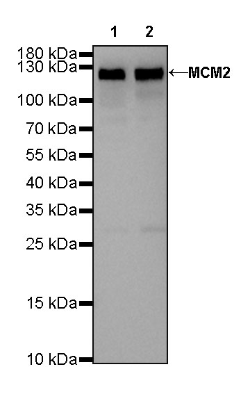 S-RMab® MCM2 Recombinant Rabbit mAb (SDT-018-68)