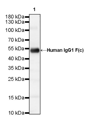 Human IgG1 F(c) Recombinant Rabbit mAb (S-447-20)