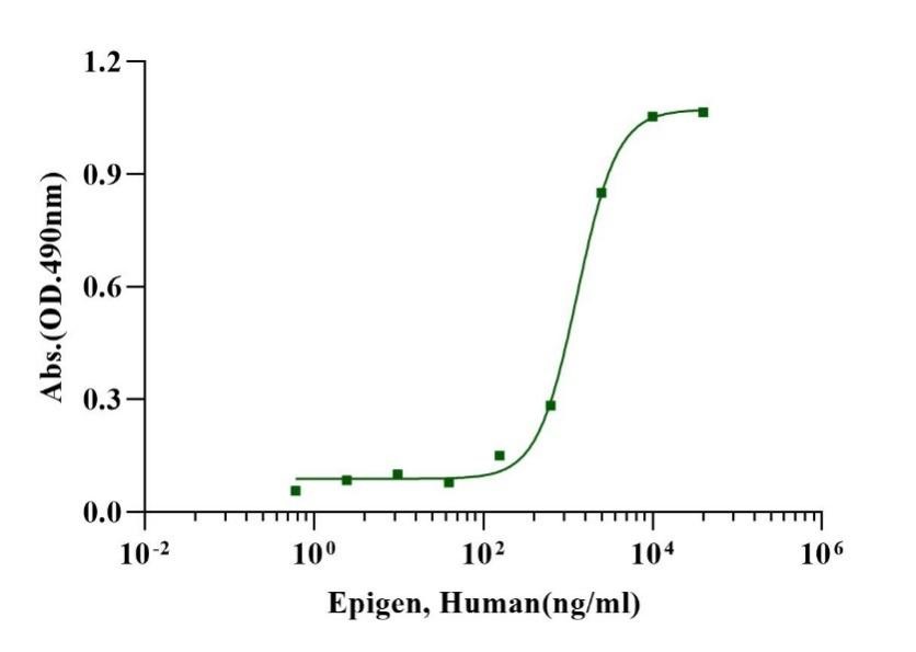 Epigen Protein, Human