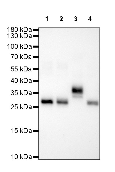 Human IgG F(c) Recombinant Rabbit mAb (SDT-318-21)