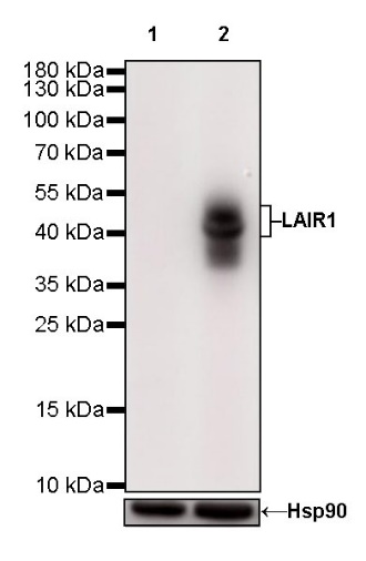 LAIR1 Recombinant Rabbit mAb (S-285-2)