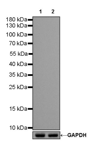 Rabbit mAb IgG Isotype Control (SDT-R173)