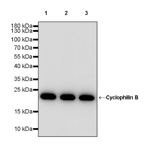 Cyclophilin B Recombinant Rabbit mAb (S-1543-63)