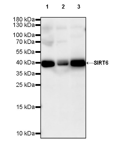 SIRT6 Recombinant Rabbit mAb (S-885-56)