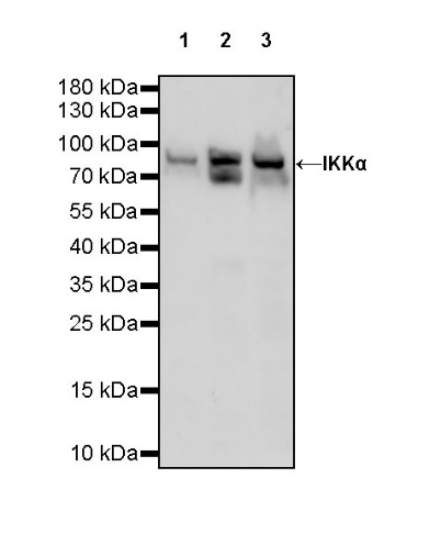 IKKα Rabbit polyclonal antibody