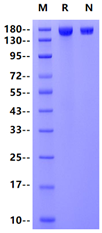 PLA2R1 His Tag Protein, Human