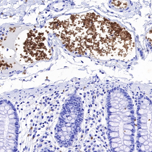 Glycophorin C Recombinant Rabbit mAb (S-027-214)
