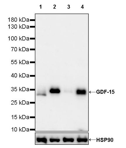 GDF-15 Recombinant Rabbit mAb (S-1012-42)